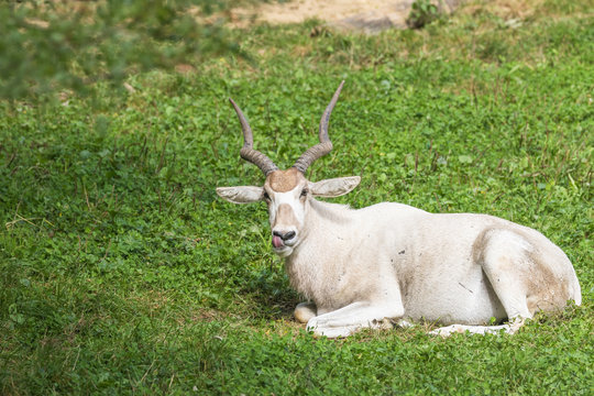 Portrait  of lying Antilopa Adax outdoors. This species is almost extinct in the nature. 