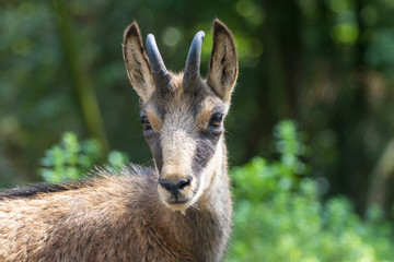 Portrait of Rupicapra closeup