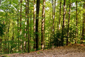 Typical landscape in the forests of Transylvania, Romania. Green landscape in the midsummer, in a sunny day