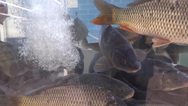 Carp fish swim in the supermarket aquarium