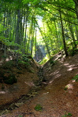 Fototapeta premium Typical landscape in the forests of Transylvania, Romania. Green landscape in the midsummer, in a sunny day