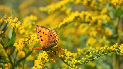 Yellow flower moth.