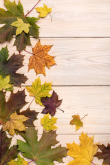 Colorful leaves of canadian maple on white, studio shot . October and autumn concept, copy space.