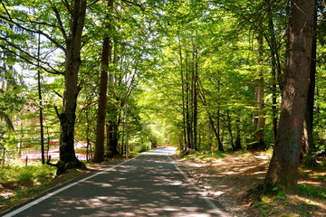 Fototapeta premium Typical landscape in the forests of Transylvania, Romania. Green landscape in the midsummer, in a sunny day