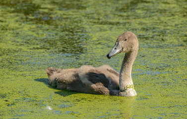 young swan on green lake