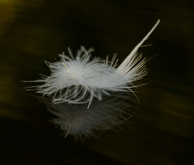 white feather on black background floating on water
