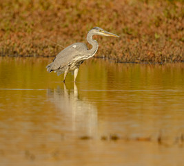 great blue heron in the water looking for fish