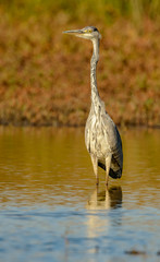 great blue heron in water