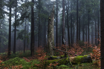 Dark misty forrest scene with dead trees shot on a foggy autumn morning. Trees with woodpecker den. Very moody, spooky and dark edit.