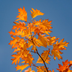 autumn leaves on blue sky background