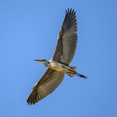 heron in flight from bottom against blue sky