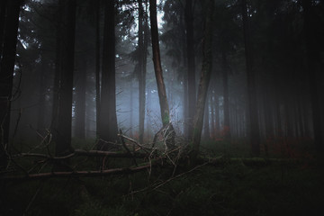 Dark misty forrest scene with dead trees shot on a foggy autumn morning. Trees with woodpecker den....