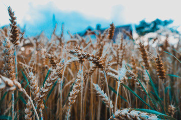Fototapeta premium Finnish autumn