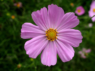 Obraz premium Flor de Cosmos morada en primer plano