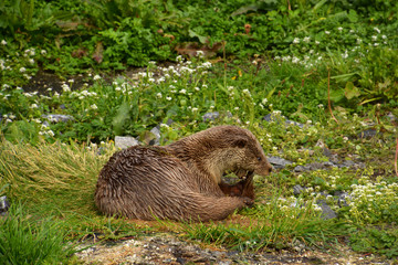 sea otter on land who bites his cock, sea otter or enhydra lutris on a meadow who cleaned his fur