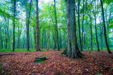 Obraz premium Herbst im Wald auf Insel Rügen