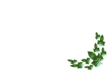 Frame from Green leaf on white background, clipping path