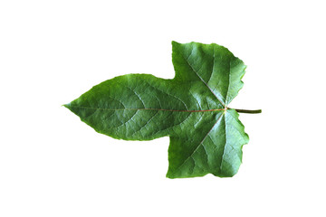 Green leaves on a white background, clipping path