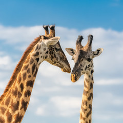 Giraffes kissing in the savannah in the Serengeti park, two wild animals