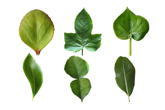 real tree Leaves set collection in isolated on white background, clipping path