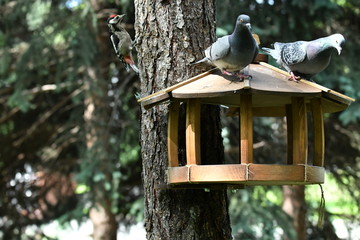 woodpecker flew to eat nuts in a squirrel feeder