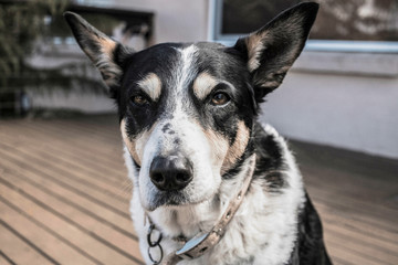 black white and tan kelpie looks at camera with smart face