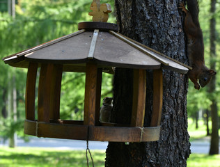 woodpecker flew to eat nuts in a squirrel feeder