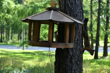 woodpecker flew to eat nuts in a squirrel feeder