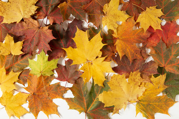 Fototapeta na wymiar Autumn maple leaves and plants on a white background. Template for banner and seasonal sale. Flat lay, top view. Autumn, fall concept. 