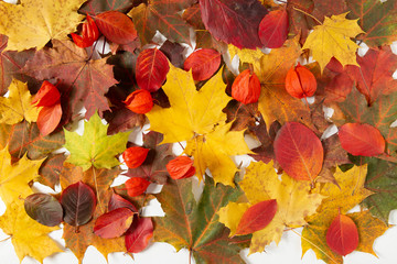 Autumn maple leaves and plants on a white background. Template for banner and seasonal sale. Flat lay, top view. Autumn, fall concept. 