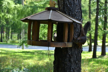 squirrel in the park eats nuts