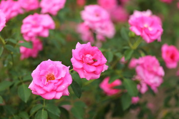 Naklejka na ściany i meble Rose flower garden in Okayama,Japan