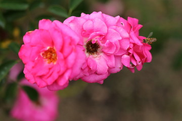 Rose flower garden in Okayama,Japan