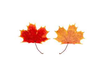 farbiges Laub im Herbst, vor weißem Hintergrund, Vorderseite und Rückseite