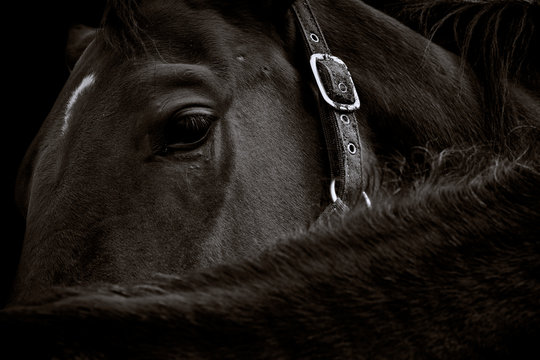 Black and white image of a horse head isolated on black background