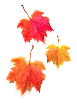 Falling autumn maple leaves in red and orange, isolated on a white background. Watercolor drawing