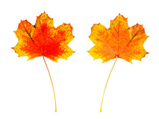 farbiges Laub im Herbst, vor weißem Hintergrund, Vorderseite und Rückseite