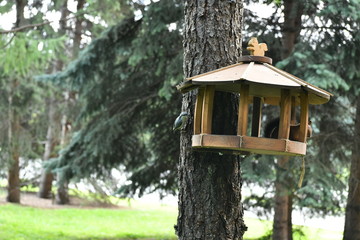 woodpecker flew to eat nuts in a squirrel feeder