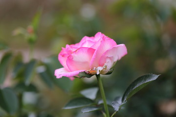 Obraz na płótnie Canvas Rose flower garden in Okayama,Japan