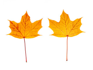 farbiges Laub im Herbst, vor weißem Hintergrund, Vorderseite und Rückseite