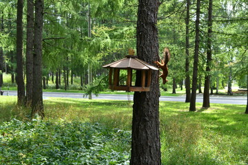 squirrel in the park eats nuts