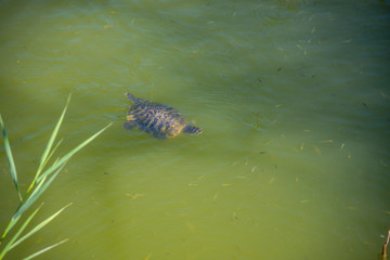 turtle in the pond