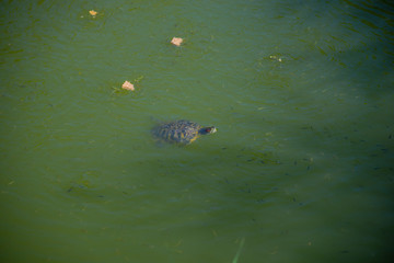 Turtle in the lake