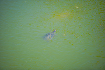 Turtle in the lake