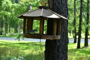 bird eats in a cat in the forest