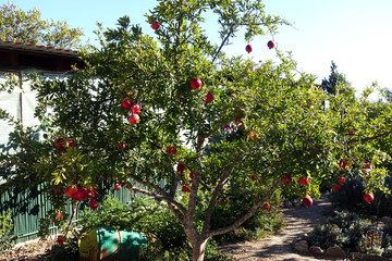 Fototapeta na wymiar Pomegranate tree with fresh organic pomegranates in the garden