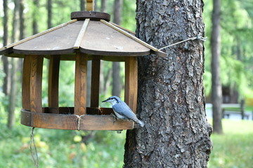 bird eats in a cat in the forest
