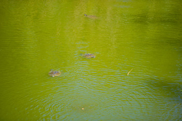 Turtle in the lake