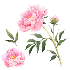 Watercolor peony flowers illustration