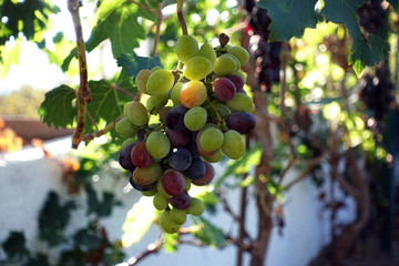 grapes at a vineyard. fresh organic bunch of green and red grapes